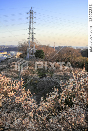Taiura Bairin的梅花 Taiura Bairin的梅花 12652228