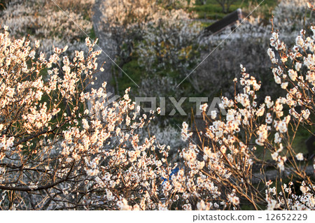 Taiura Bairin的梅花 12652229