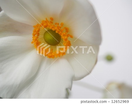 Shuigiku Shumayigiku 12652969