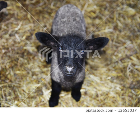 Sheep 12653037