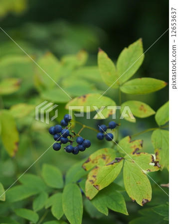 Rui yo button fruit 12653637