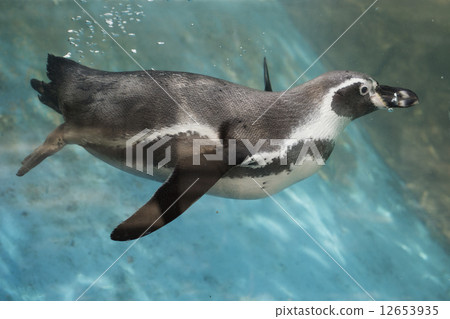 penguin swimming 12653935