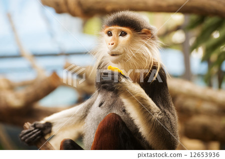 Red-shanked douc langur 12653936