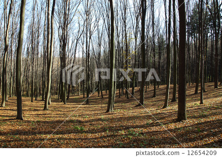 Shade from the sun in the autumn forest. 12654209