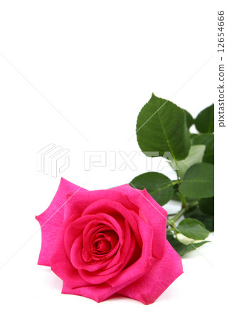 Pink rose isolated on a white background. Pink rose isolated on a white background. 12654666