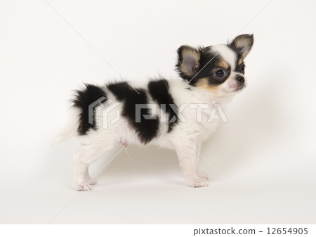A puppy A puppy 12654905