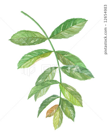 Banaba Oobana Saladberry Banaba Oobana Saladberry 12654983