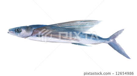 飛魚 飛魚 12654986