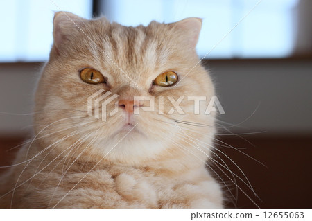 貓臉前 貓臉前 12655063