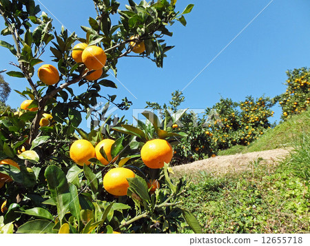 Mandarin orange  12655718