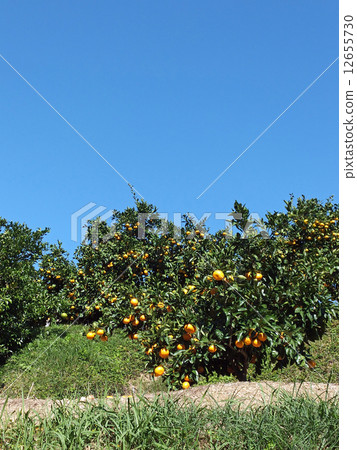 Mandarin orange  12655730