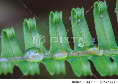 water drops on green fern leaves water drops on green fern leaves 12656554