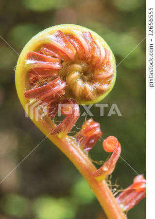 Spiral green leaf 12656555