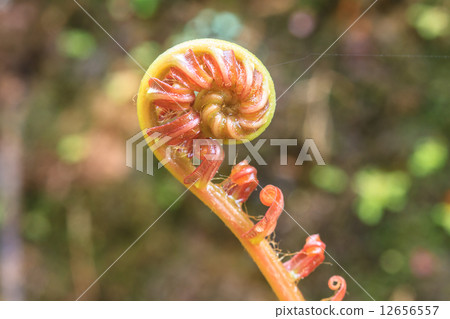 Spiral green leaf 12656557