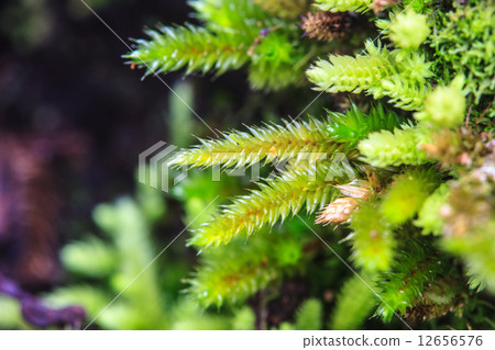 green moss in forest 12656576