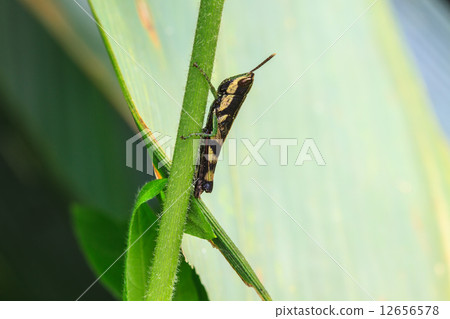 Grasshopper perching on a leaf 12656578