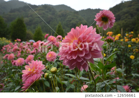 Saigama Prefecture Gokusamayama Dahliaen 12656661
