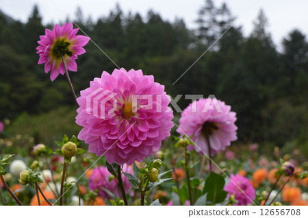 Saigama Prefecture Gokusamayama Dahliaen 12656708