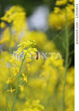 Rape blossoms 12656831