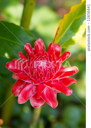 Red flower Torch ginger Red flower Torch ginger 12656841