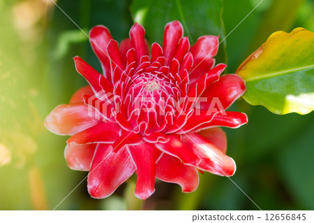 Red flower Torch ginger Red flower Torch ginger 12656845