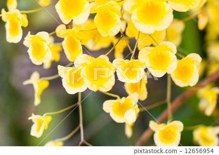 Yellow Orchid 12656954