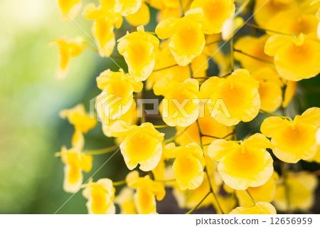 Yellow Orchid Yellow Orchid 12656959