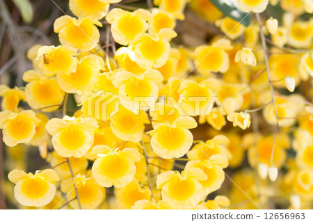 Yellow Orchid 12656963