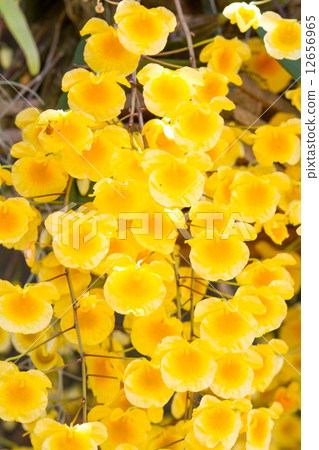 Yellow Orchid 12656965