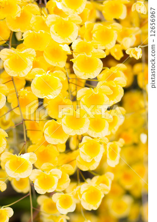 Yellow Orchid Yellow Orchid 12656967