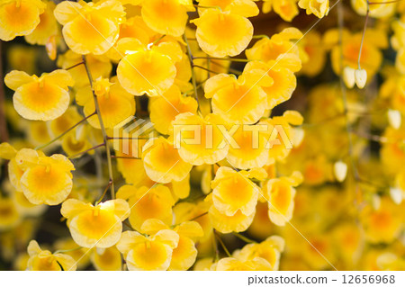 Yellow Orchid Yellow Orchid 12656968