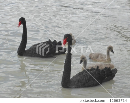 A black bird 12663714