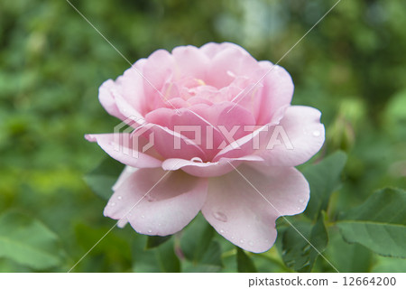 Rose flower Rose flower 12664200