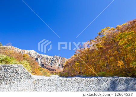 Autumn leaves of Oyama 12664527