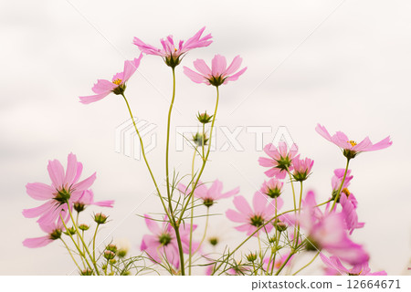 宇宙 宇宙 12664671