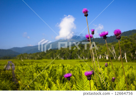 Oze沒有薊 Oze沒有薊 12664756