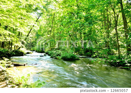 Oirase in fresh green 12665057