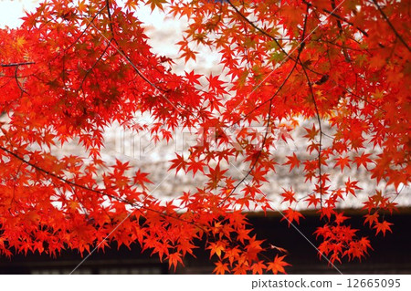 Heikei no Sato在秋天 12665095