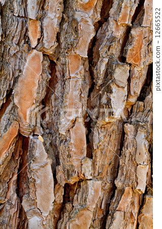 Pine bark 12665522