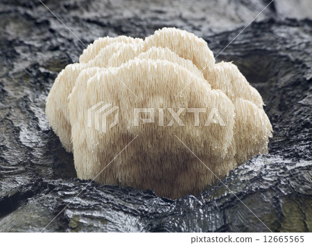 Rare Lion's Mane Mushroom (Hericium erinaceus) 12665565