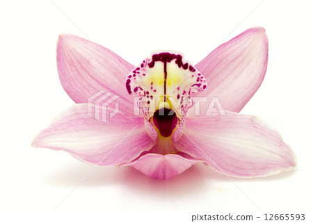 Orchid 12665593