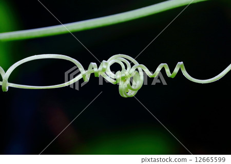 Twisted green vine Twisted green vine 12665599