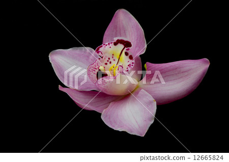 Orchid Orchid 12665824