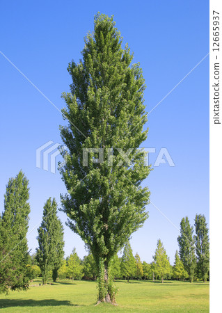 楊樹（Yamadakeke公園） 12665937