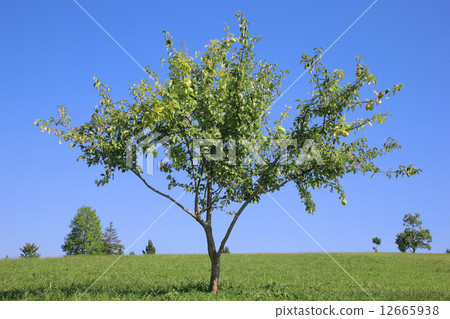 卡琳(Yamadakeke Park) 卡琳(Yamadakeke Park) 12665938