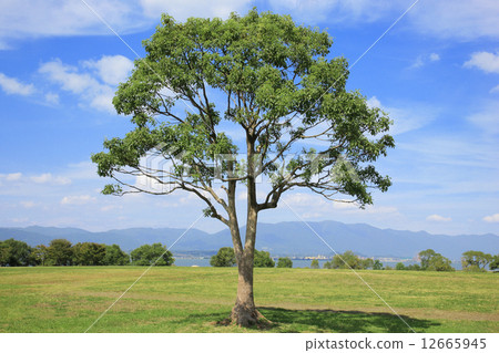 樟樹（Karasumaru半島） 12665945