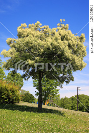 Spleasing full bloom 12665962