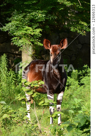 Okapi 12666313