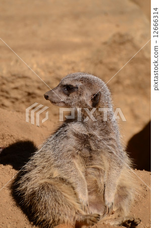 Meerkat 31 12666314