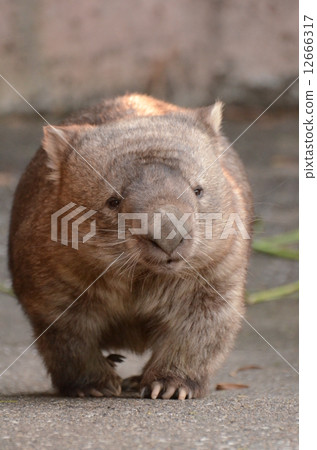 Common won bat 12666317